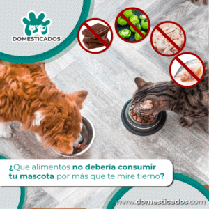 domesticados4